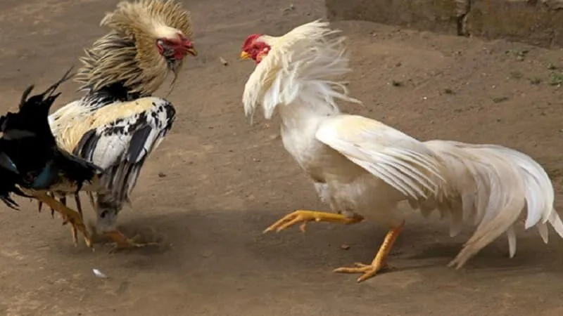 Mẹo chơi đá gà trực tiếp C1 ABC8 dễ thắng